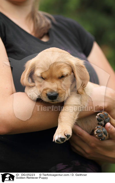 Golden Retriever Welpe / Golden Retriever Puppy / DG-05223