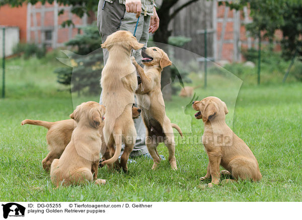 spielende Golden Retriever Welpen / playing Golden Retriever puppies / DG-05255