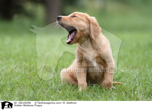 Golden Retriever Welpe / Golden Retriever Puppy / DG-05256