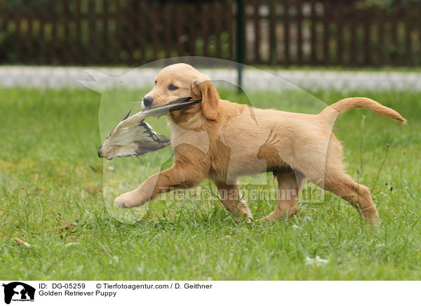 Golden Retriever Welpe / Golden Retriever Puppy / DG-05259