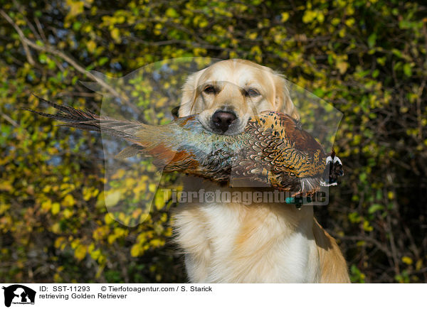 apportierender Golden Retriever / retrieving Golden Retriever / SST-11293