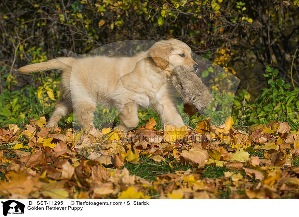 Golden Retriever Welpe / Golden Retriever Puppy / SST-11295