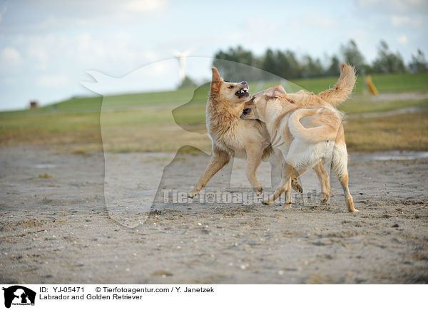 Labrador und Golden Retriever / Labrador and Golden Retriever / YJ-05471