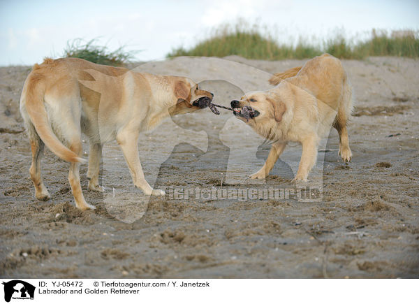 Labrador und Golden Retriever / Labrador and Golden Retriever / YJ-05472