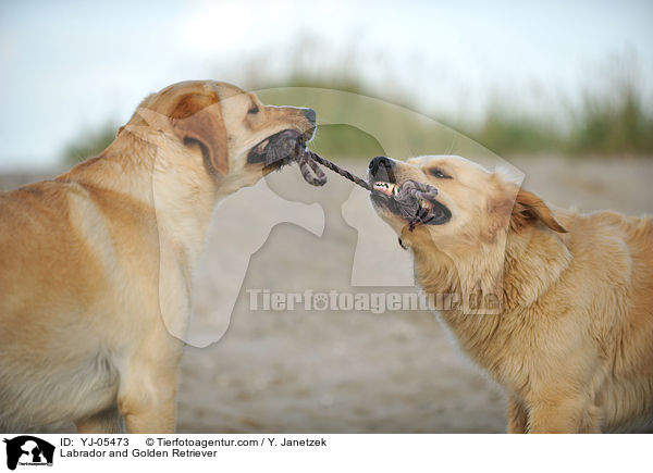 Labrador und Golden Retriever / Labrador and Golden Retriever / YJ-05473