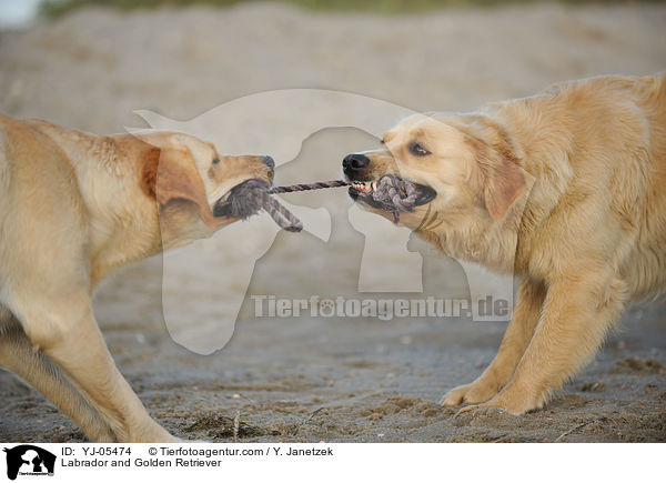Labrador und Golden Retriever / Labrador and Golden Retriever / YJ-05474