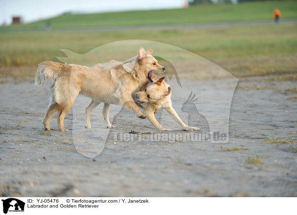 Labrador und Golden Retriever / Labrador and Golden Retriever / YJ-05476