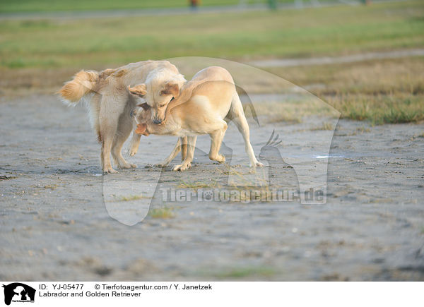 Labrador und Golden Retriever / Labrador and Golden Retriever / YJ-05477