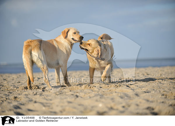 Labrador und Golden Retriever / Labrador and Golden Retriever / YJ-05488