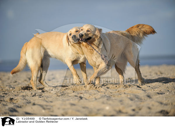 Labrador und Golden Retriever / Labrador and Golden Retriever / YJ-05489