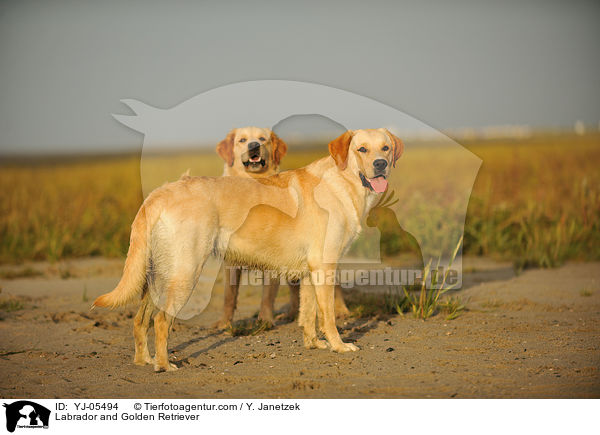 Labrador und Golden Retriever / Labrador and Golden Retriever / YJ-05494