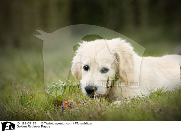 Golden Retriever Welpe / Golden Retriever Puppy / BS-05173