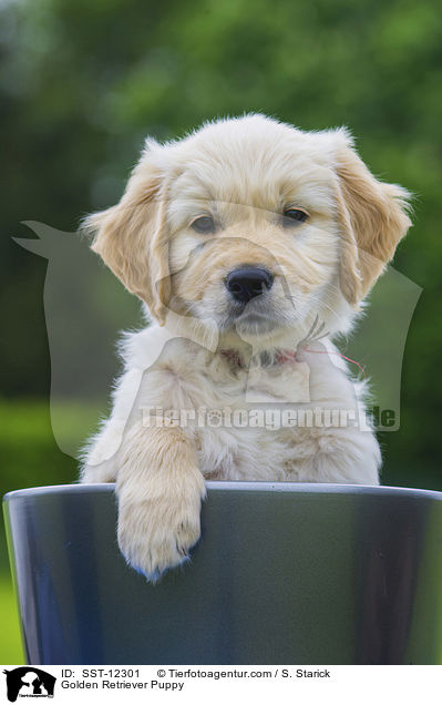 Golden Retriever Welpe / Golden Retriever Puppy / SST-12301