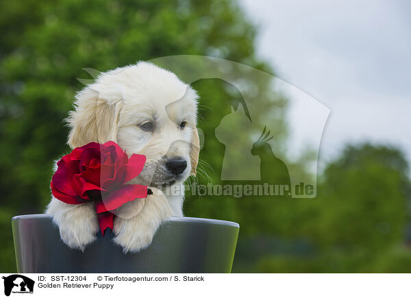 Golden Retriever Welpe / Golden Retriever Puppy / SST-12304