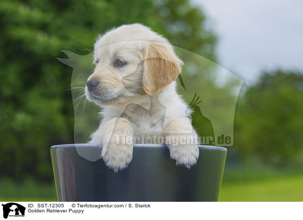 Golden Retriever Welpe / Golden Retriever Puppy / SST-12305