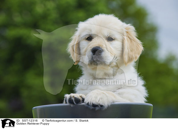 Golden Retriever Welpe / Golden Retriever Puppy / SST-12316