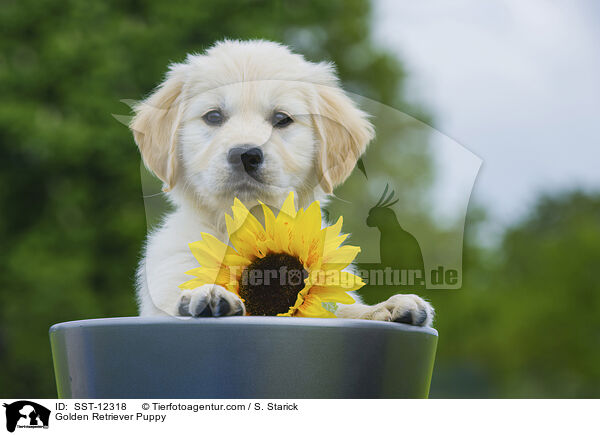 Golden Retriever Welpe / Golden Retriever Puppy / SST-12318