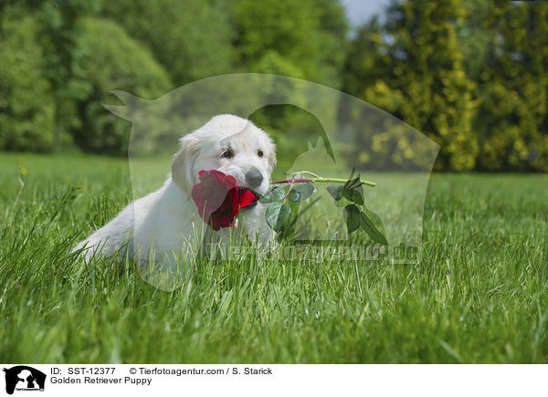 Golden Retriever Welpe / Golden Retriever Puppy / SST-12377