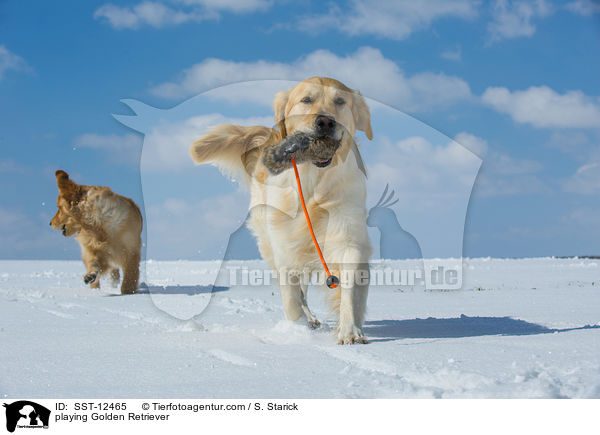 spielende Golden Retriever / playing Golden Retriever / SST-12465