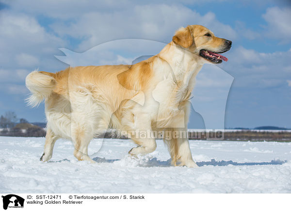 laufender Golden Retriever / walking Golden Retriever / SST-12471