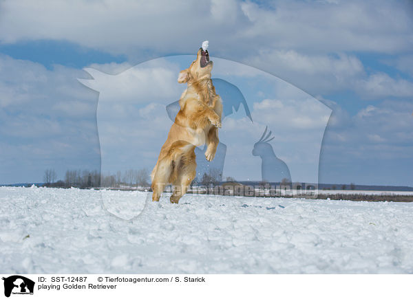 spielender Golden Retriever / playing Golden Retriever / SST-12487