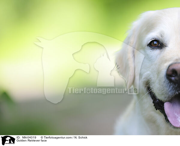 Golden Retriever face / NN-04019