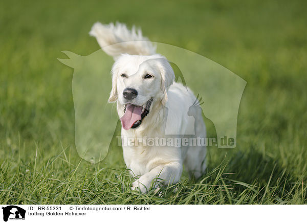 trabender Golden Retriever / trotting Golden Retriever / RR-55331