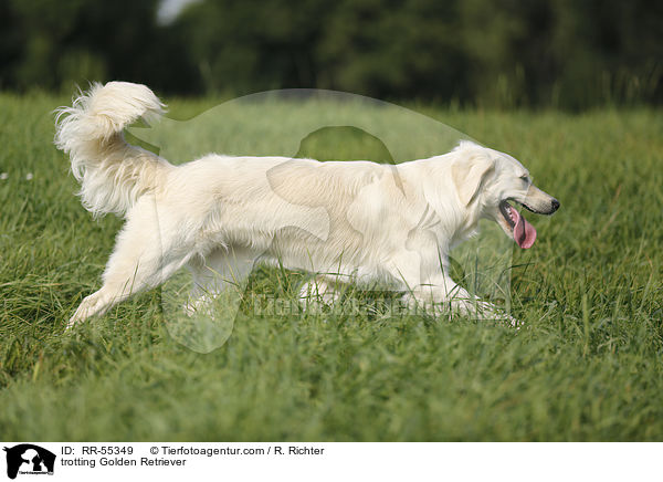 trabender Golden Retriever / trotting Golden Retriever / RR-55349