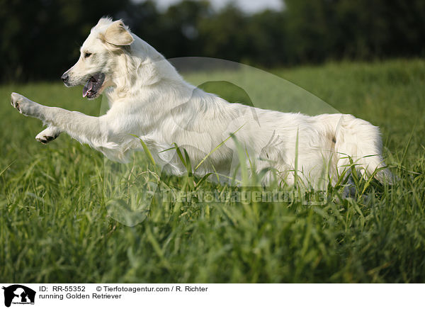 rennender Golden Retriever / running Golden Retriever / RR-55352