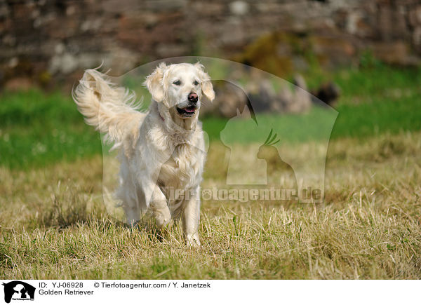 Golden Retriever / Golden Retriever / YJ-06928