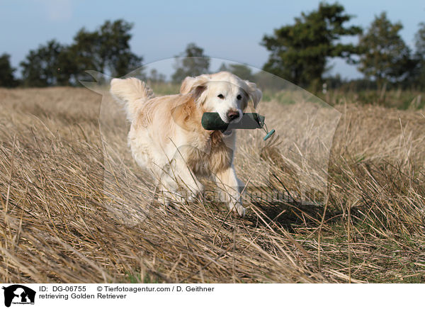 apportierender Golden Retriever / retrieving Golden Retriever / DG-06755