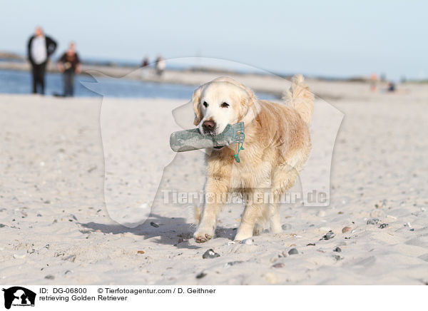 apportierender Golden Retriever / retrieving Golden Retriever / DG-06800