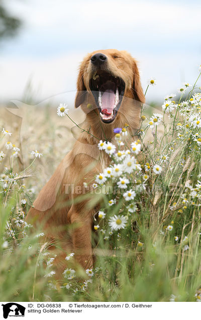 sitzender Golden Retriever / sitting Golden Retriever / DG-06838