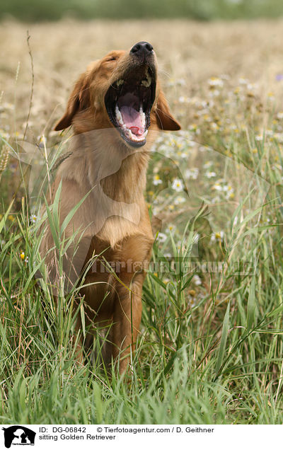 sitzender Golden Retriever / sitting Golden Retriever / DG-06842