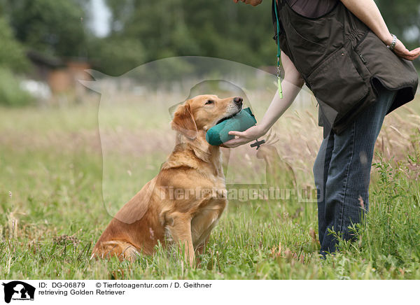 apportierender Golden Retriever / retrieving Golden Retriever / DG-06879