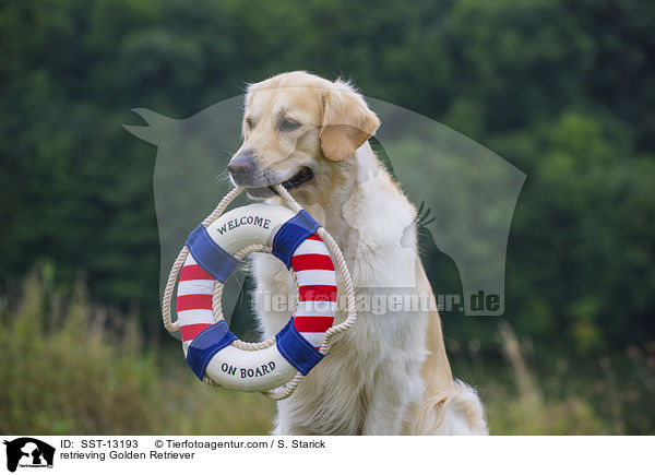 apportierender Golden Retriever / retrieving Golden Retriever / SST-13193