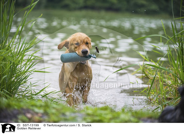 Golden Retriever / Golden Retriever / SST-13199