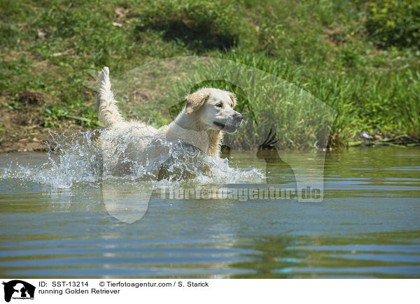 rennender Golden Retriever / running Golden Retriever / SST-13214