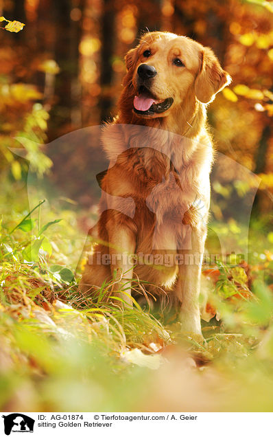 sitzender Golden Retriever / sitting Golden Retriever / AG-01874