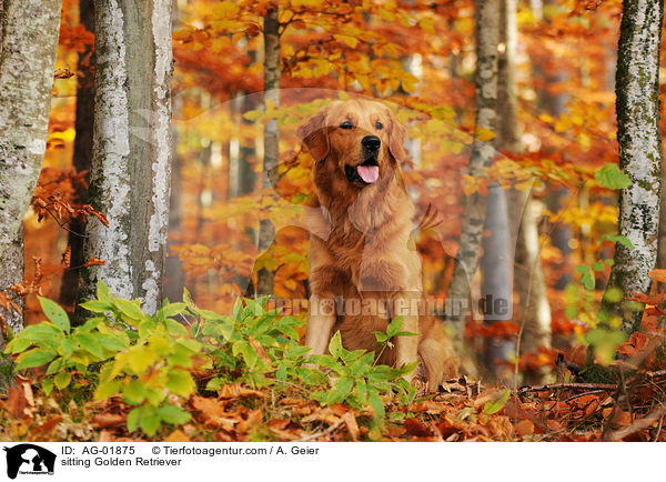 sitzender Golden Retriever / sitting Golden Retriever / AG-01875