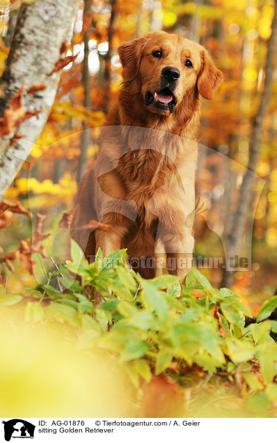 sitzender Golden Retriever / sitting Golden Retriever / AG-01876