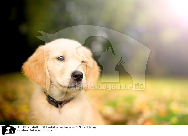 Golden Retriever Welpe / Golden Retriever Puppy / BS-05449