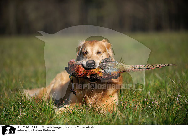 apportierender Golden Retriever / retrieving Golden Retriever / YJ-08141