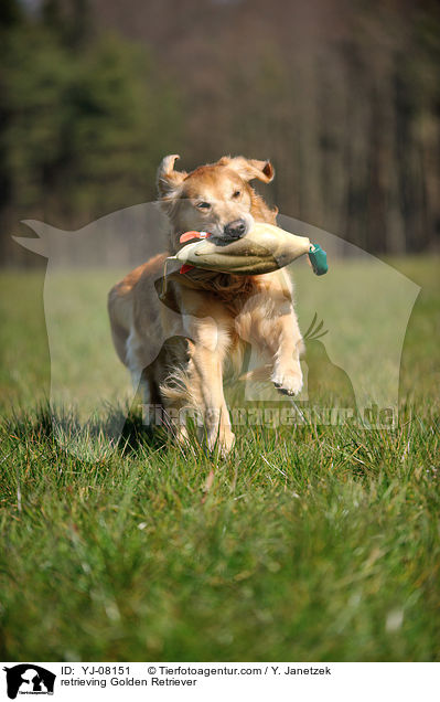 apportierender Golden Retriever / retrieving Golden Retriever / YJ-08151