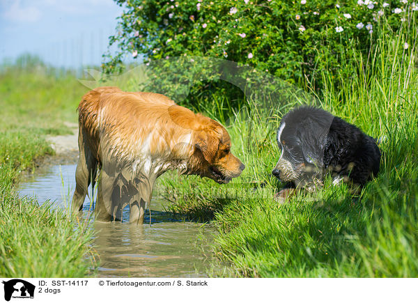 2 Hunde / 2 dogs / SST-14117