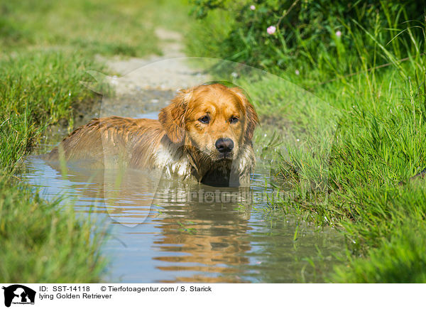 liegender Golden Retriever / lying Golden Retriever / SST-14118