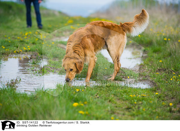 trinkender Golden Retriever / drinking Golden Retriever / SST-14122