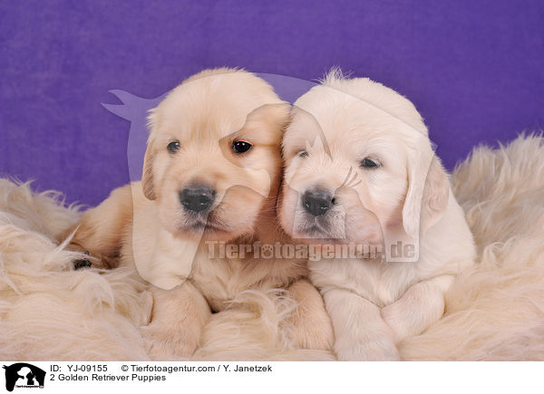 2 Golden Retriever Welpen / 2 Golden Retriever Puppies / YJ-09155