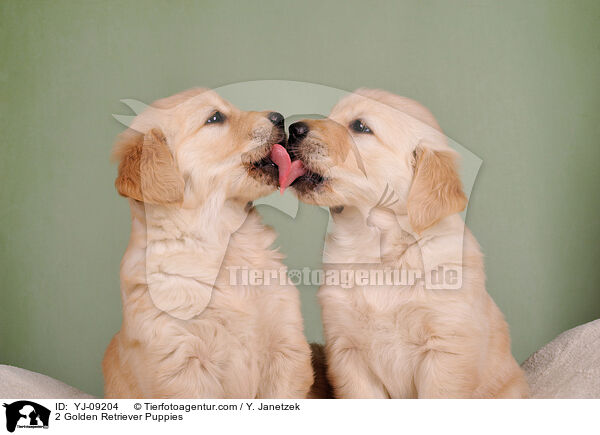 2 Golden Retriever Puppies / YJ-09204