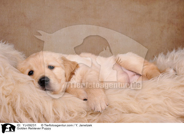 Golden Retriever Welpe / Golden Retriever Puppy / YJ-09231